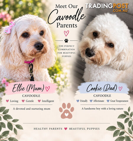 Cavoodle Puppies - photo 5 of 14