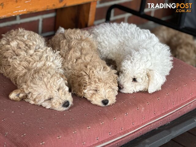 Toy poodle Beautiful Puppies Male Female