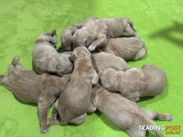 Adorable Golden Retriever Puppies in Need of a Loving Home!