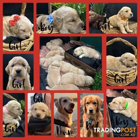 Adorable Golden Retriever Puppies in Need of a Loving Home!
