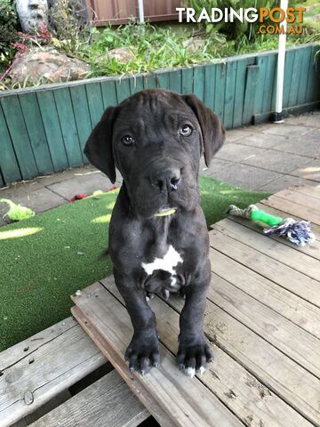 American Great Dane x neo mastiff puppies