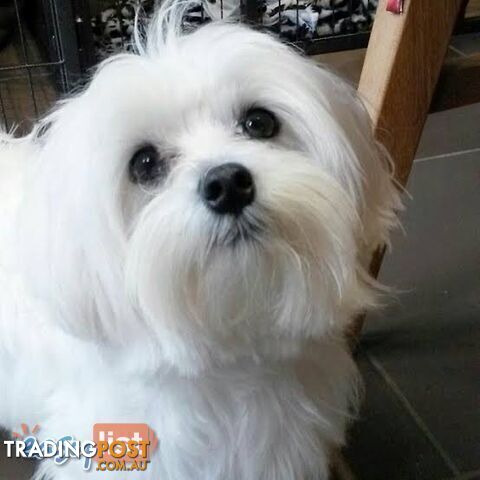 Gorgeous Maltese Puppies