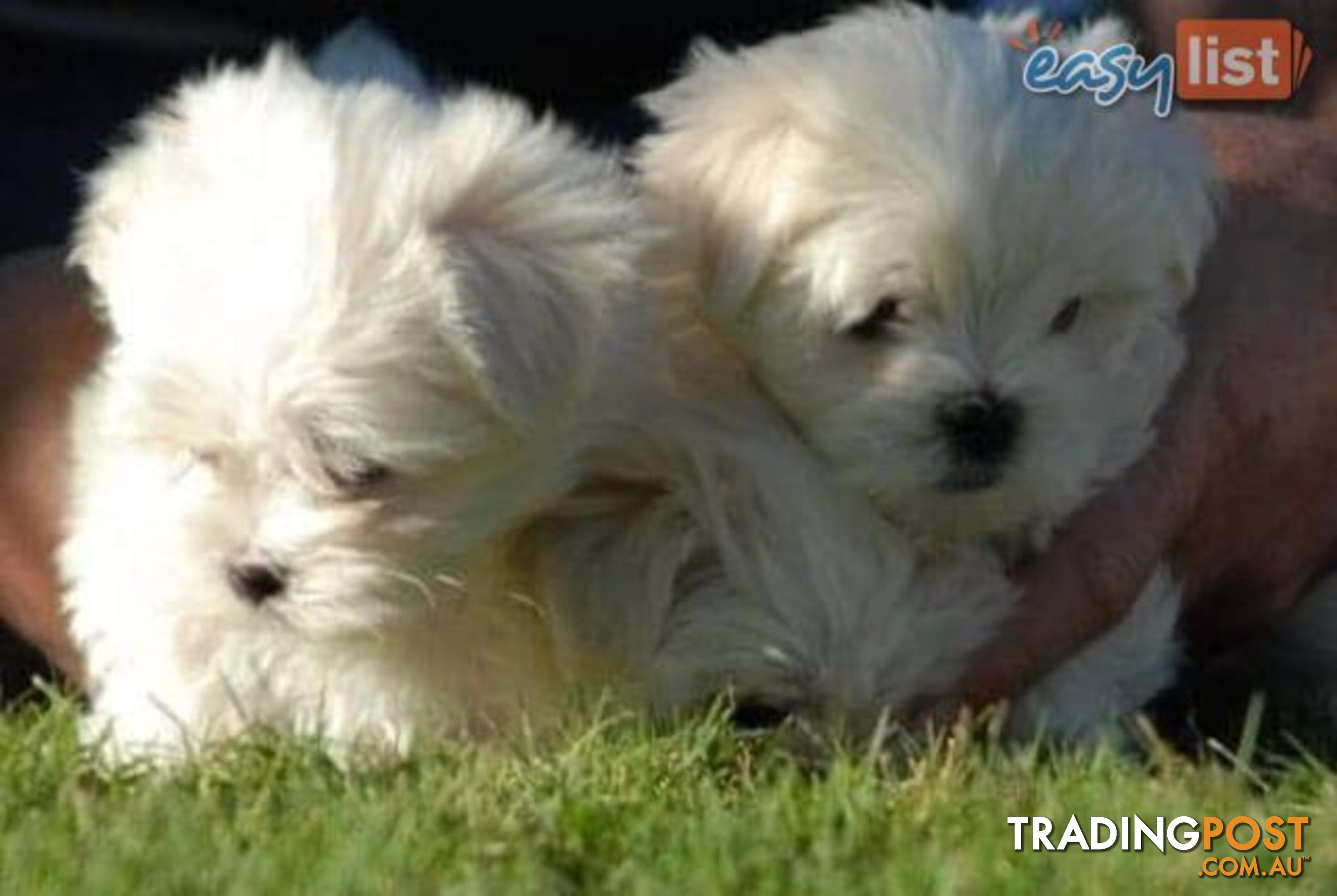 Gorgeous Maltese Puppies