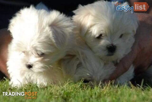 Gorgeous Maltese Puppies