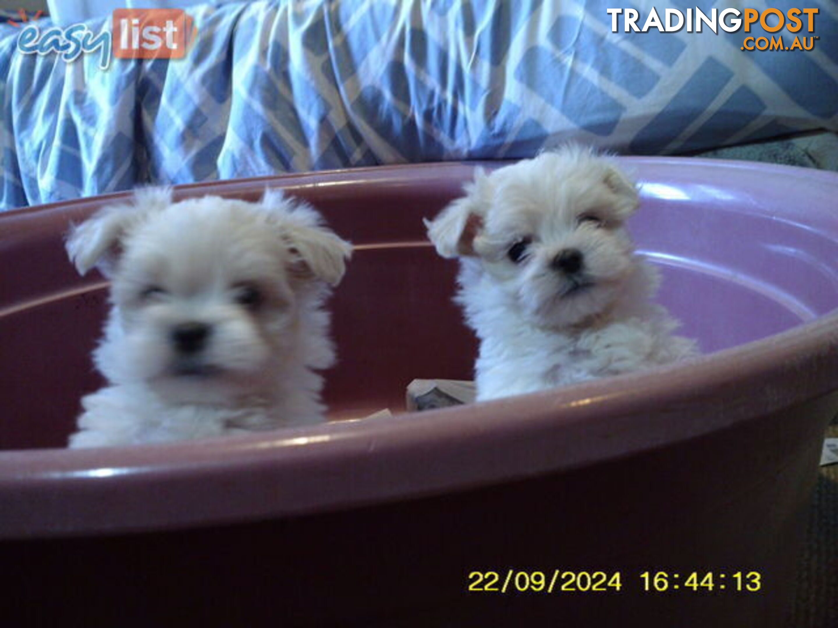 Gorgeous Maltese Puppies