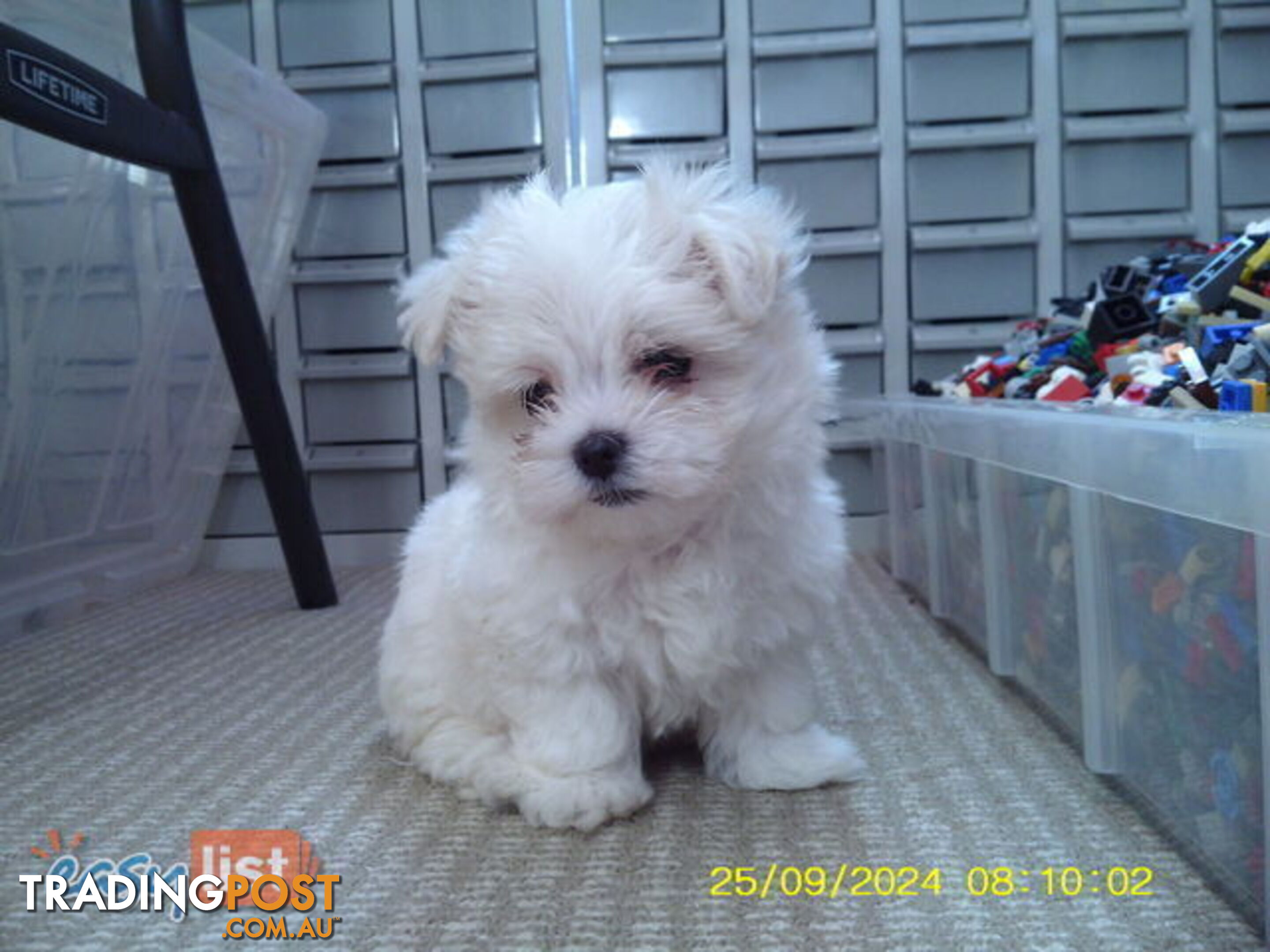 Gorgeous Maltese Puppies