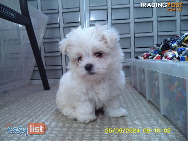 Gorgeous Maltese Puppies