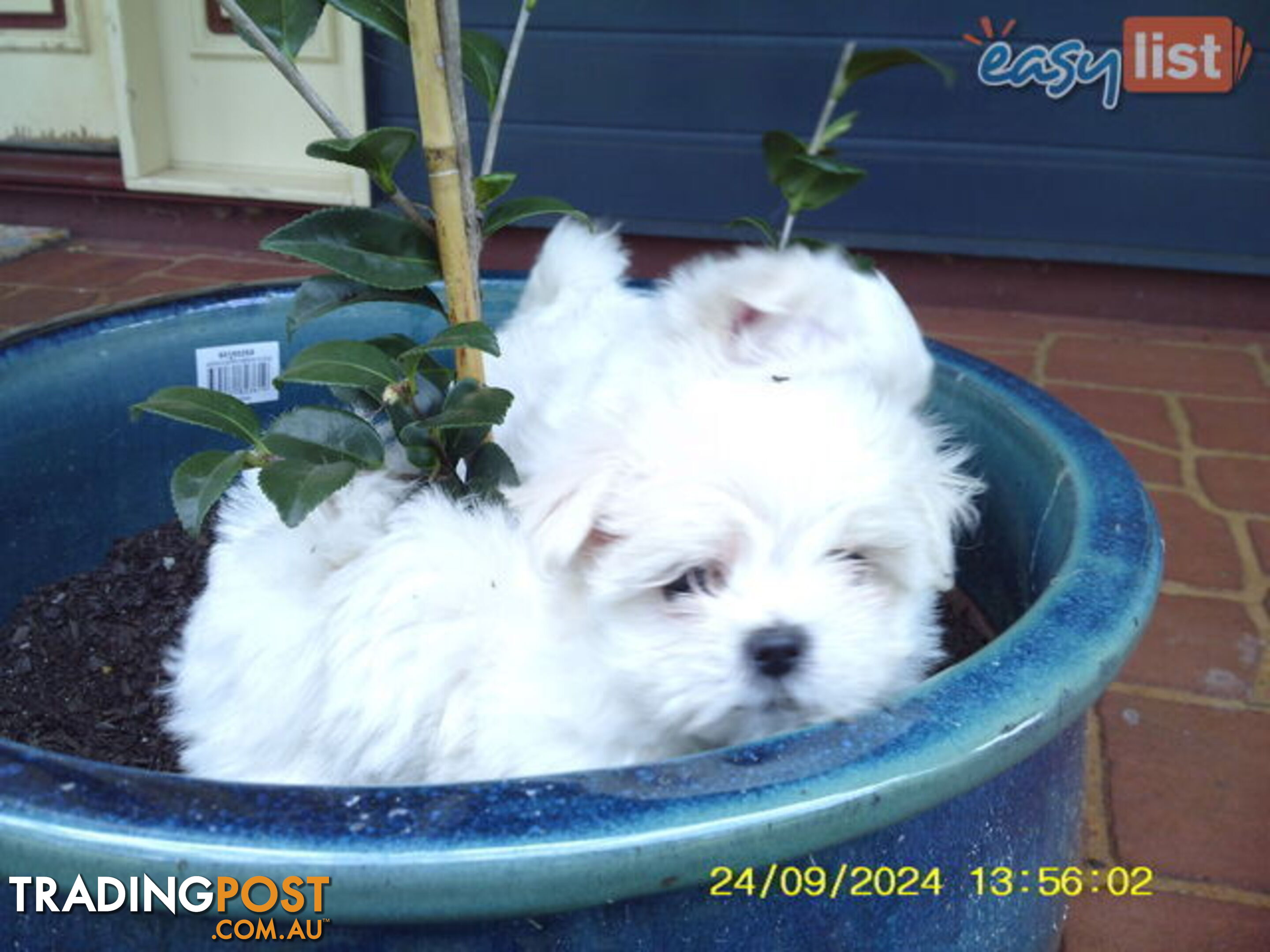 Gorgeous Maltese Puppies