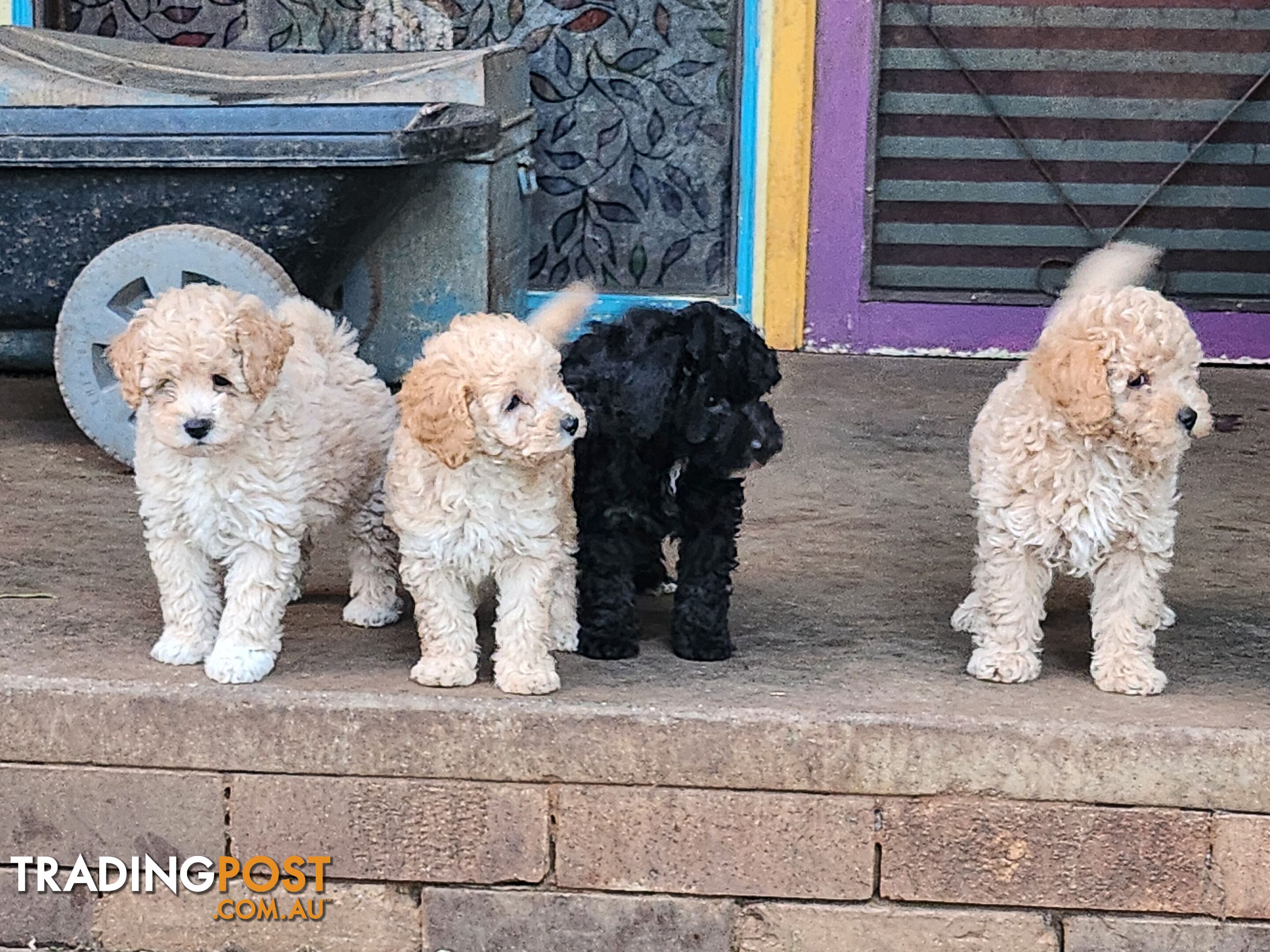 Adorable Purebred Toy Poodle Puppies