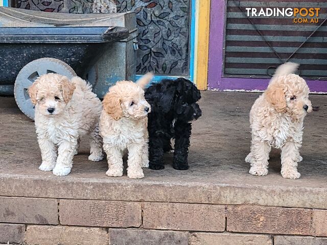 Adorable Purebred Toy Poodle Puppies