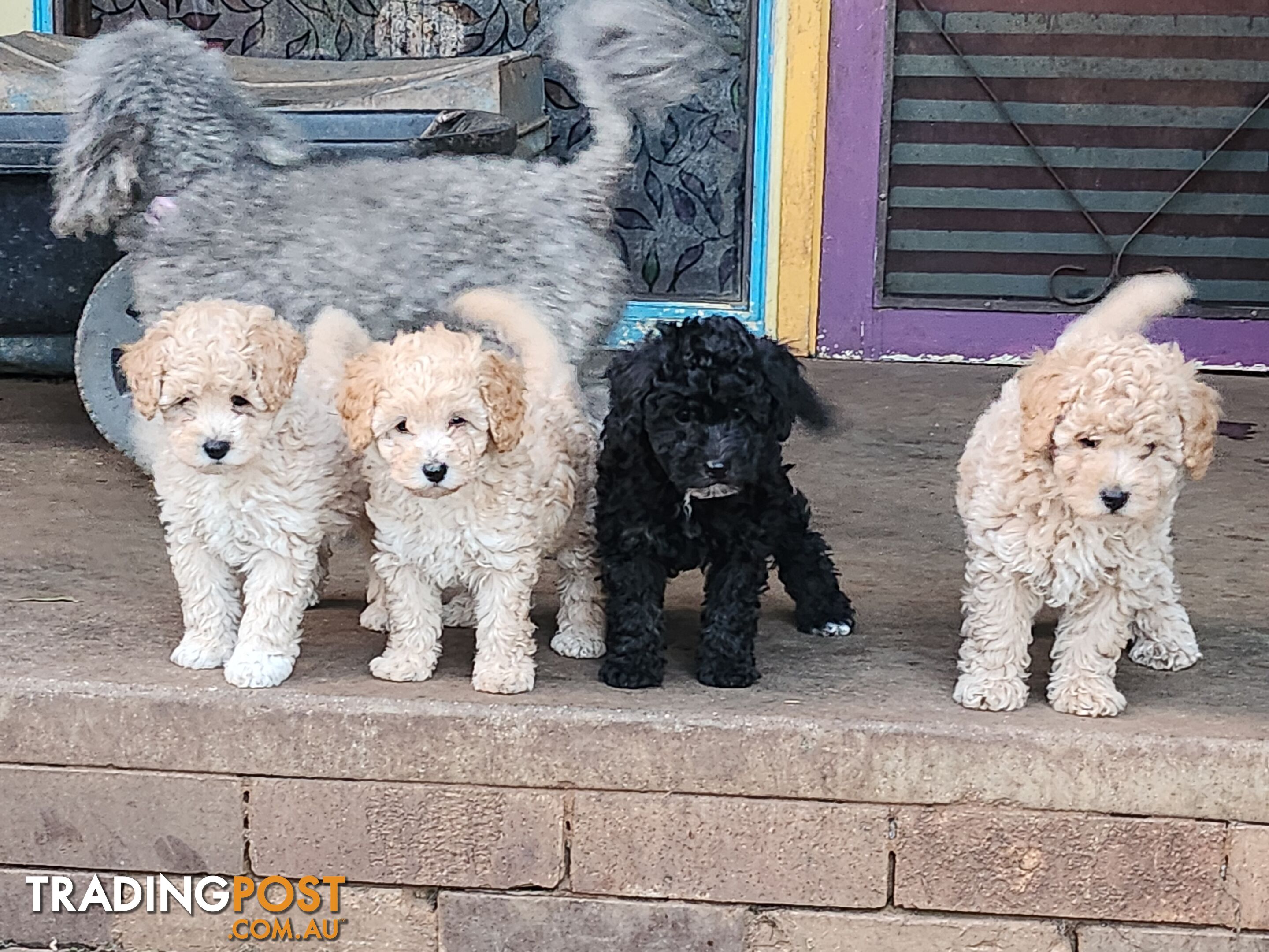 Adorable Purebred Toy Poodle Puppies