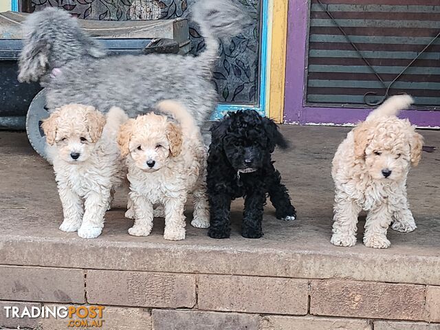 Adorable Purebred Toy Poodle Puppies