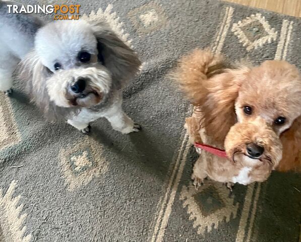 Adorable Purebred Toy Poodle Puppies