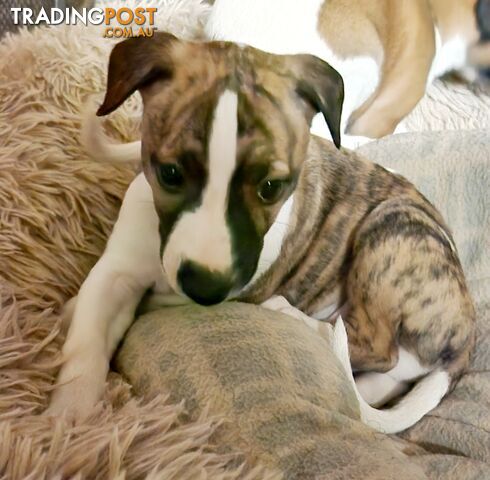 Gorgeous Whippet Puppies