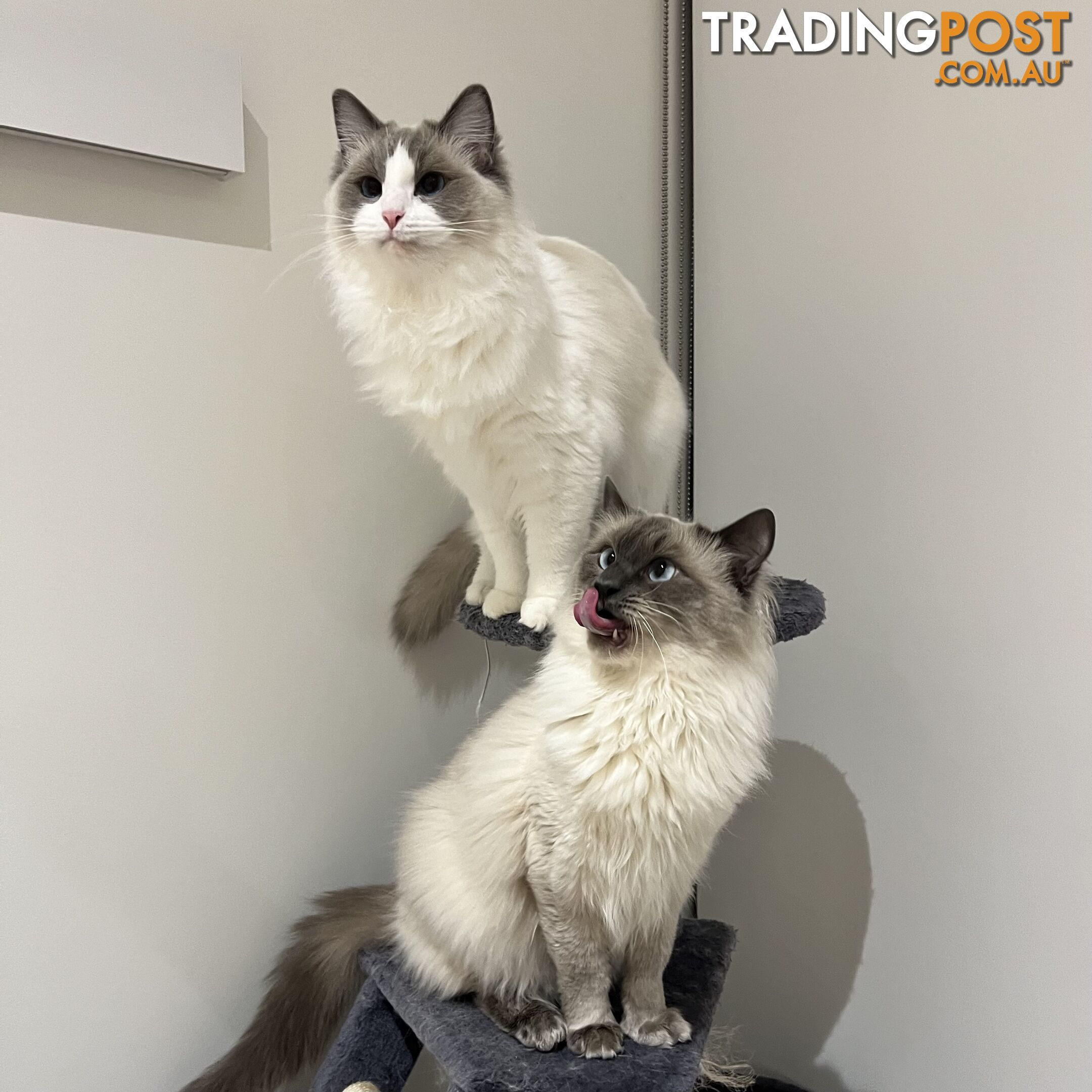 Gorgeous Ragdoll boys ready to go!