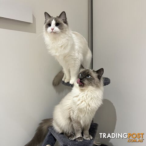 Gorgeous Ragdoll boys ready to go!