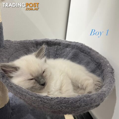 Gorgeous Ragdoll boys ready to go!