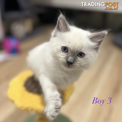 Gorgeous Ragdoll boys ready to go!