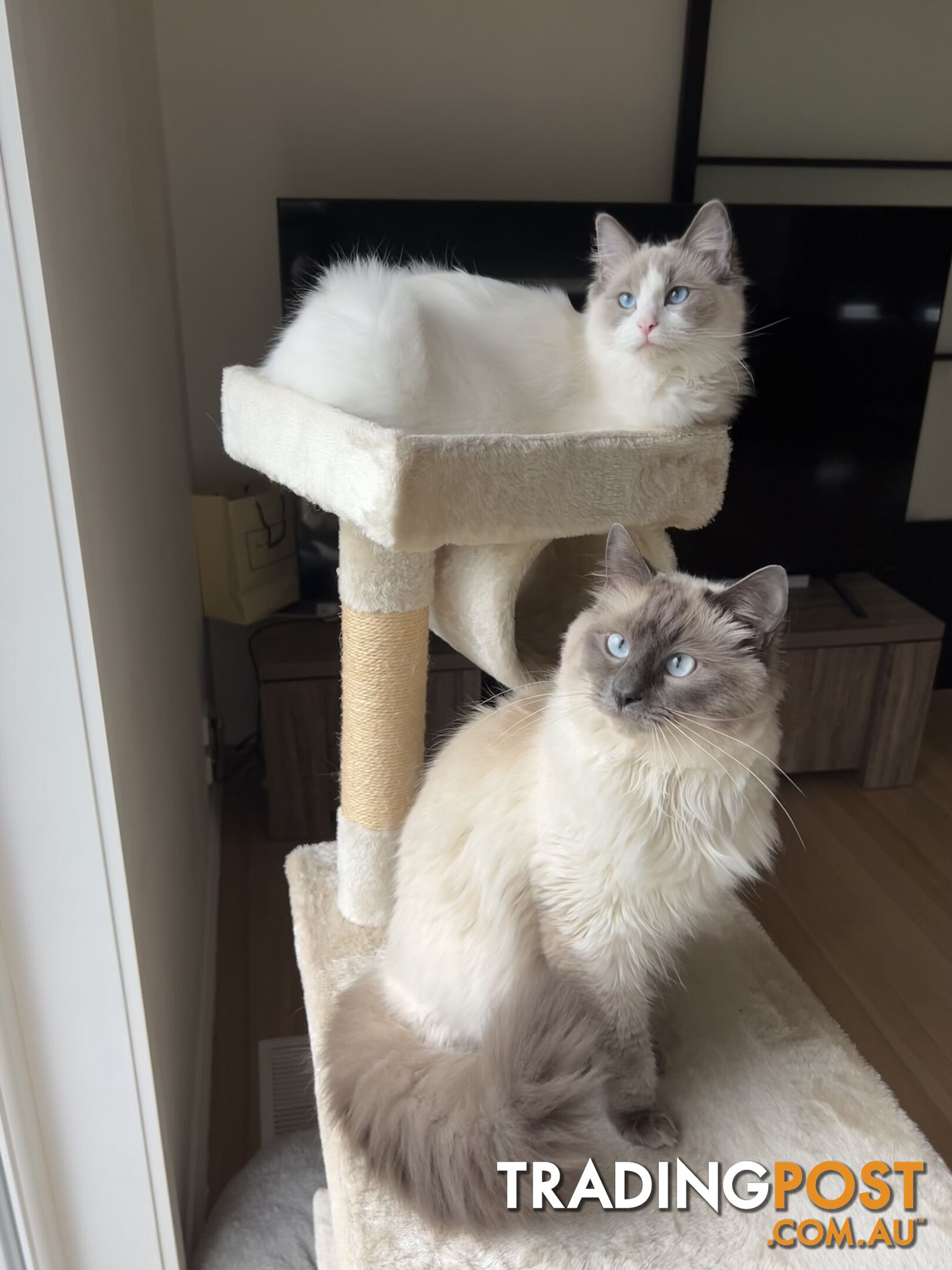 Gorgeous Ragdoll boys ready to go!