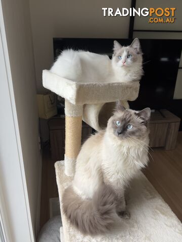 Gorgeous Ragdoll boys ready to go!