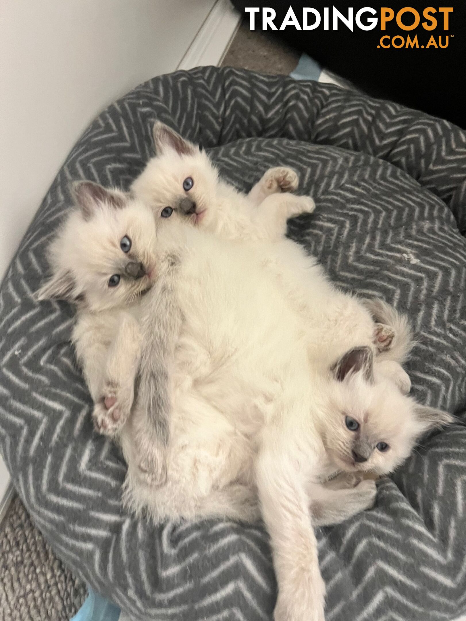 Gorgeous Ragdoll boys ready to go!