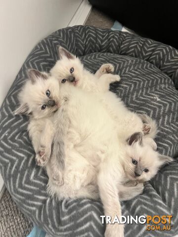 Gorgeous Ragdoll boys ready to go!