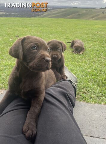 2 Beautiful Labrador Pups