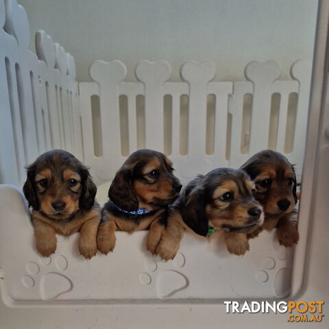 Long haired mini dachshund puppies