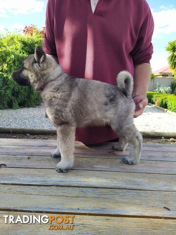 Pedigree Norwegian elkhound