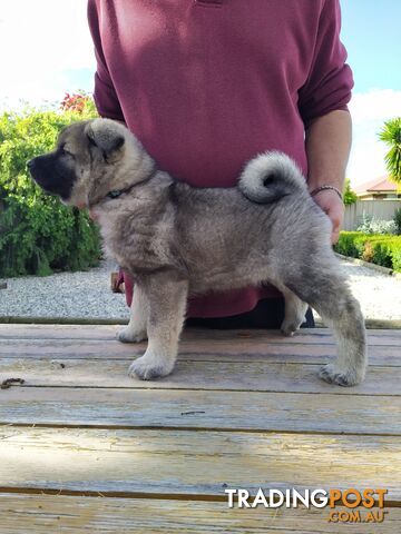 Pedigree Norwegian elkhound