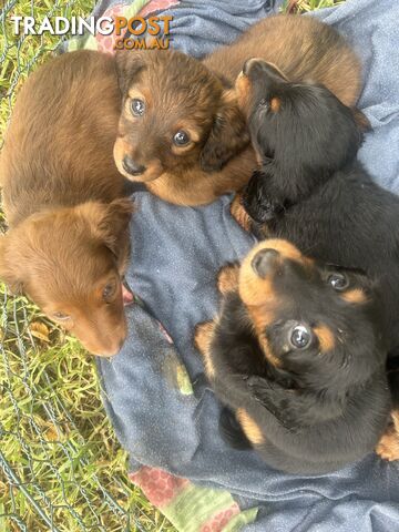 Miniature Dachshund Puppies