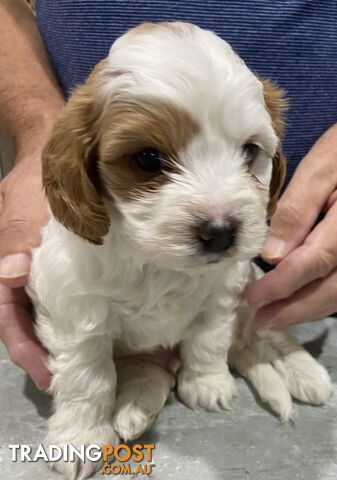 Cavoodle puppies