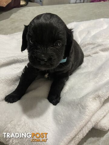 Cavoodle puppies