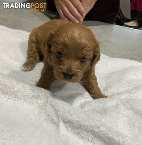 Cavoodle puppies