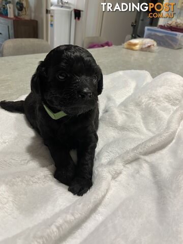 Cavoodle puppies