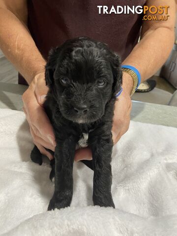 Cavoodle puppies