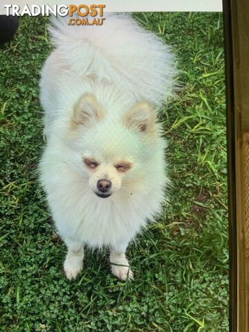 Pomeranian Puppies for sale