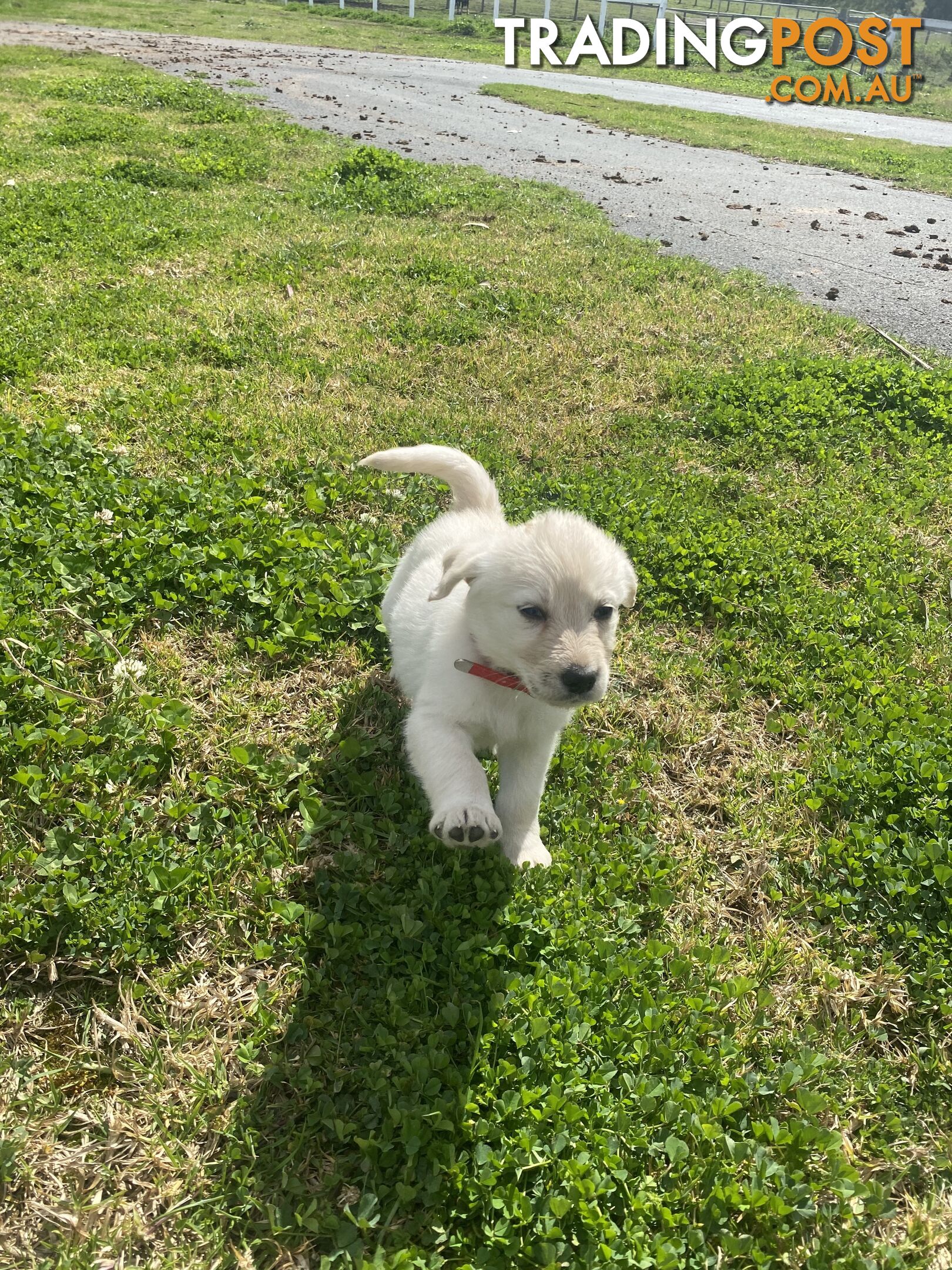 Labrodoodle - Golden Labrodor Retriever x Poodle ( Price Negotiable )