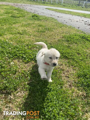 Labrodoodle - Golden Labrodor Retriever x Poodle ( Price Negotiable )