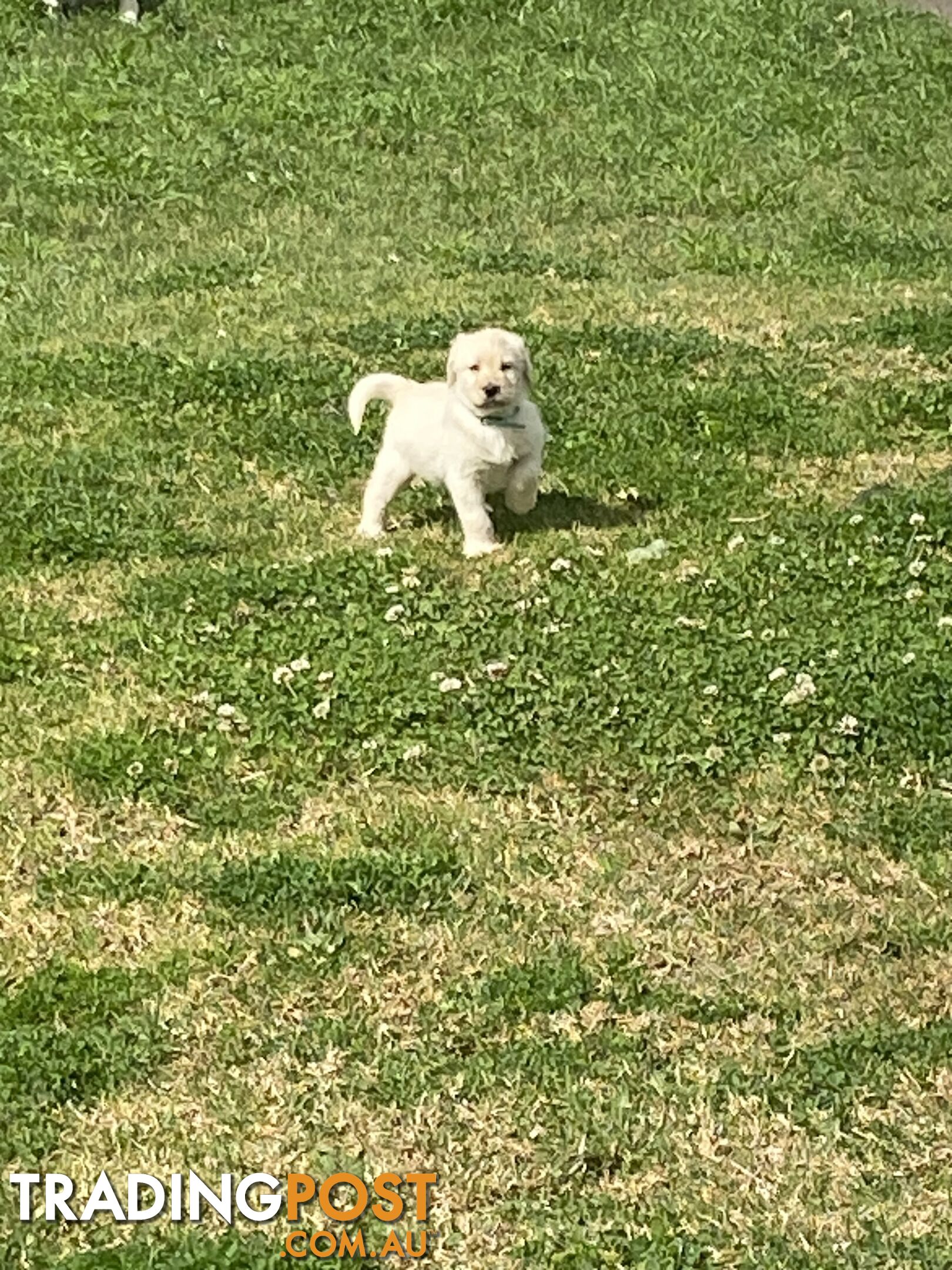 Labrodoodle - Golden Labrodor Retriever x Poodle ( Price Negotiable )