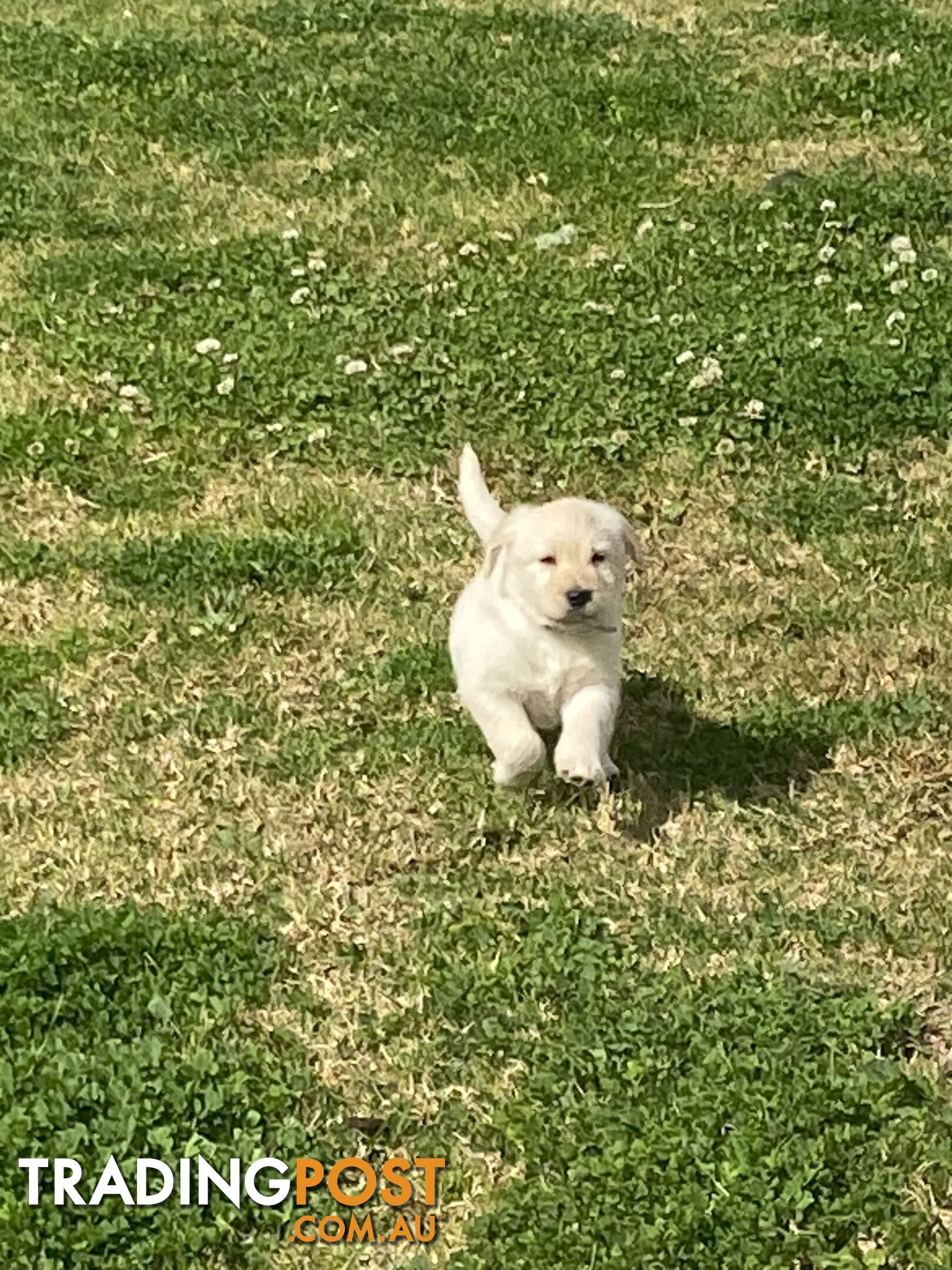 Labrodoodle - Golden Labrodor Retriever x Poodle ( Price Negotiable )