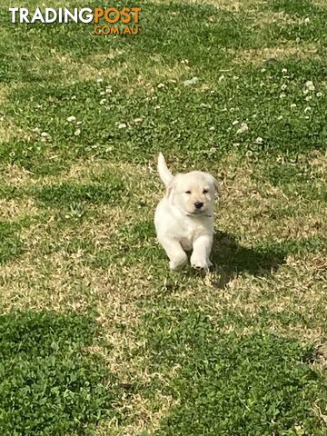 Labrodoodle - Golden Labrodor Retriever x Poodle ( Price Negotiable )