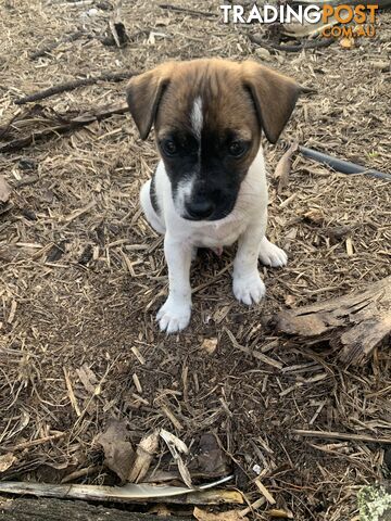 Jack Russell puppies