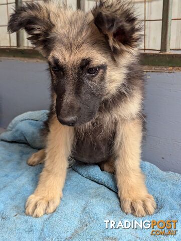 Pure Bred German Shepherd puppies for sale