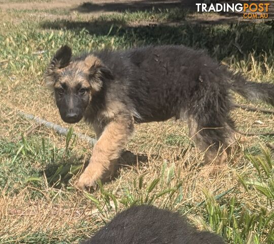 Pure Bred German Shepherd puppies for sale