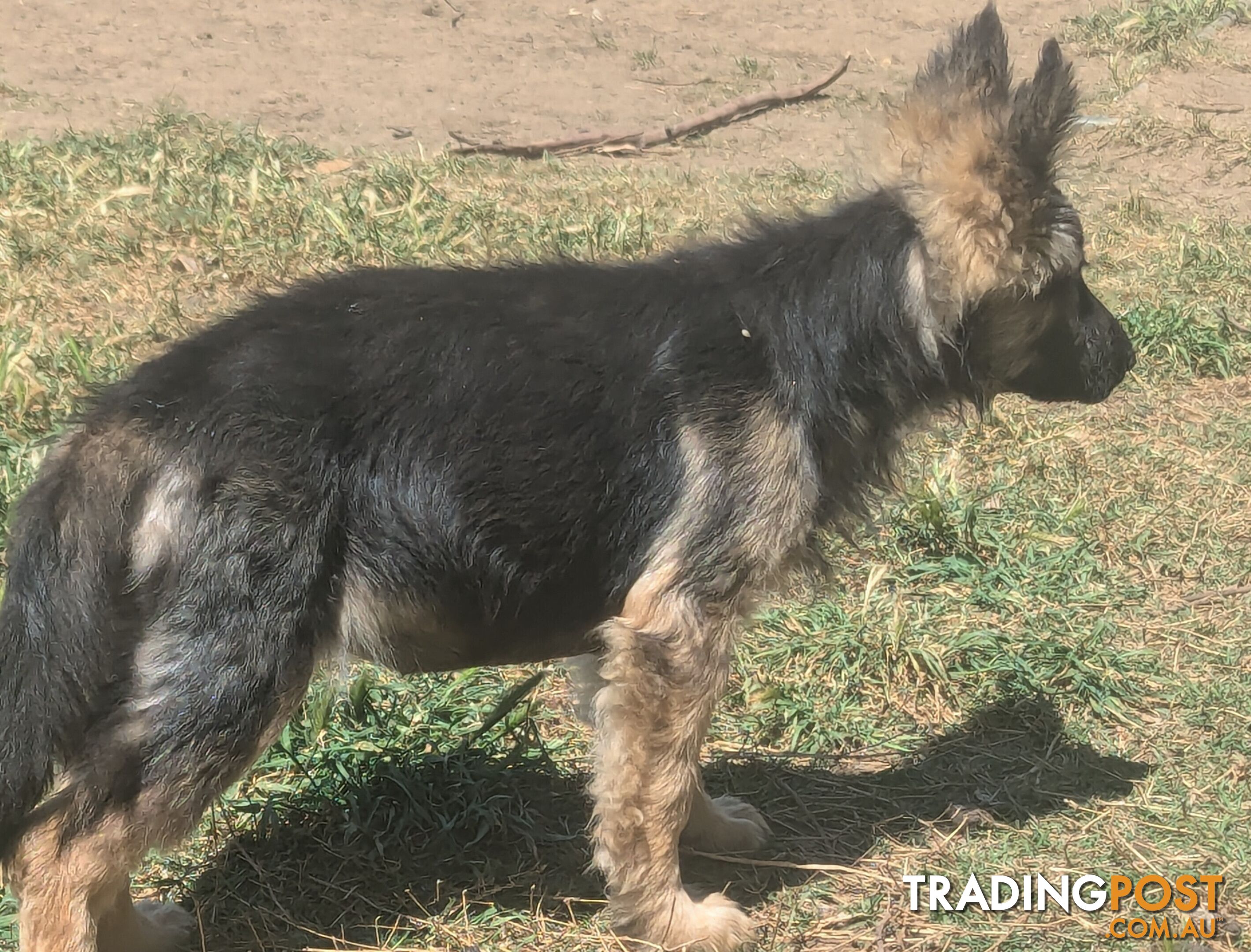 German Shepherd puppies for sale