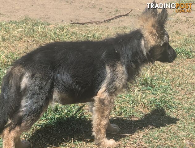 German Shepherd puppies for sale