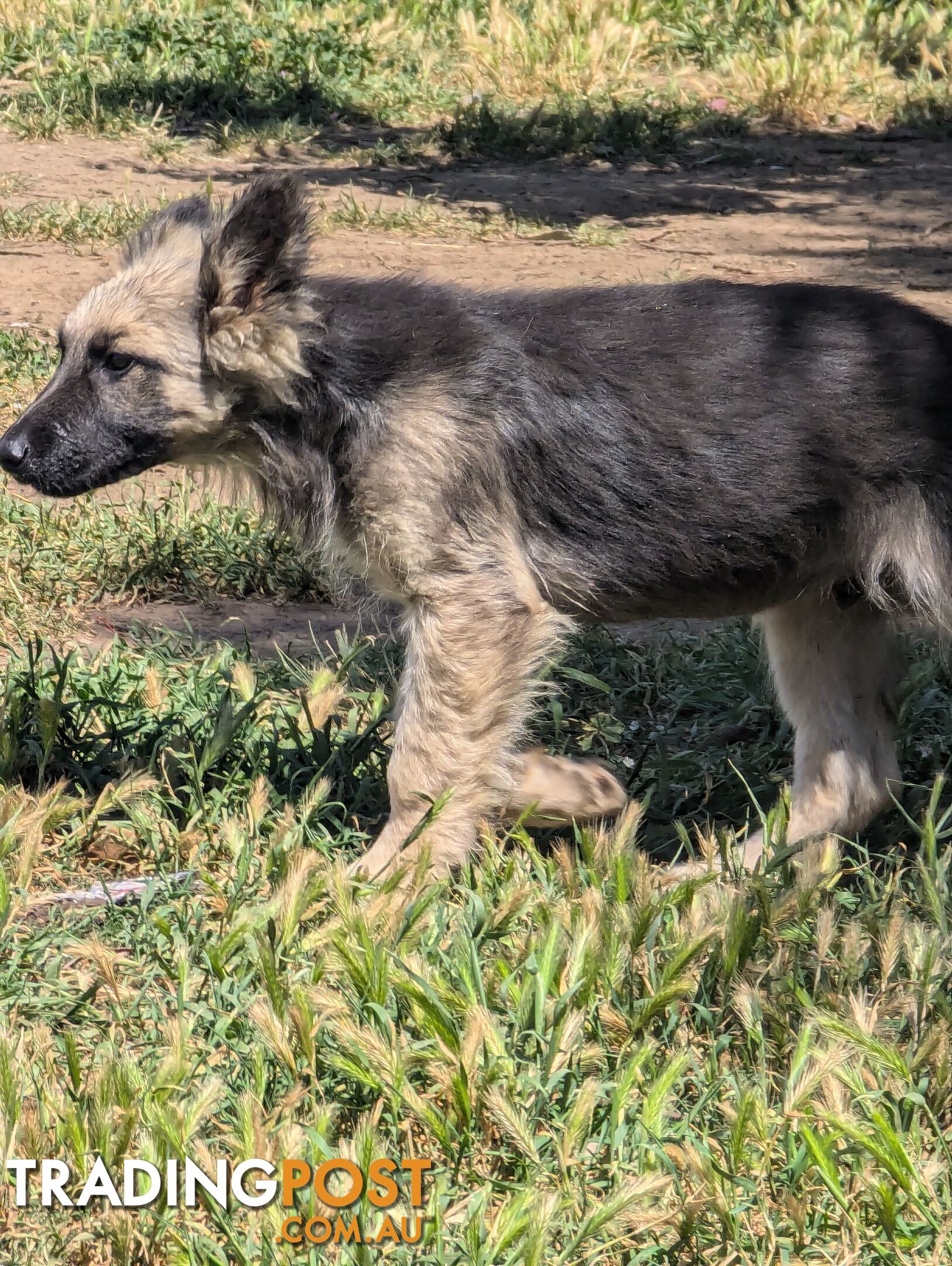 German Shepherd puppies for sale