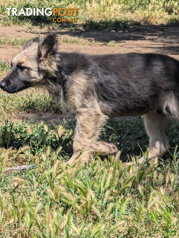 German Shepherd puppies for sale