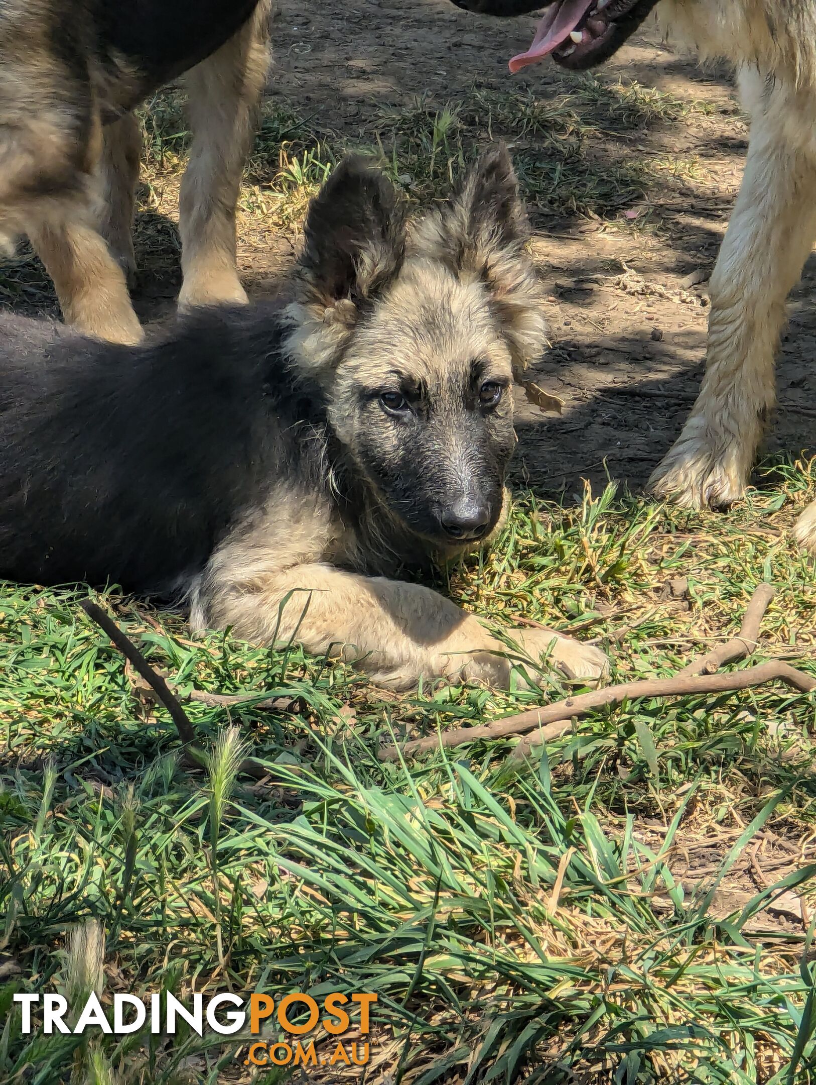 German Shepherd puppies for sale